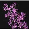 ORCHIDEES DU FENOUILLEDES