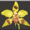 ORCHIDEES DU FENOUILLEDES