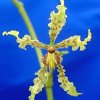 ORCHIDEES DU FENOUILLEDES