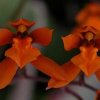 ORCHIDEES DU FENOUILLEDES