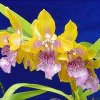 ORCHIDEES DU FENOUILLEDES