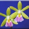 ORCHIDEES DU FENOUILLEDES