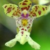 ORCHIDEES DU FENOUILLEDES