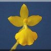 ORCHIDEES DU FENOUILLEDES