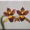 ORCHIDEES DU FENOUILLEDES