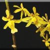 ORCHIDEES DU FENOUILLEDES
