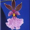ORCHIDEES DU FENOUILLEDES