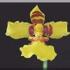ORCHIDEES DU FENOUILLEDES