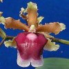 ORCHIDEES DU FENOUILLEDES