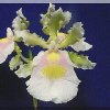 ORCHIDEES DU FENOUILLEDES