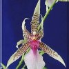 ORCHIDEES DU FENOUILLEDES