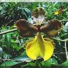 ORCHIDEES DU FENOUILLEDES