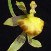 ORCHIDEES DU FENOUILLEDES