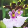 ORCHIDEES DU FENOUILLEDES