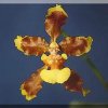 ORCHIDEES DU FENOUILLEDES