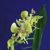 ORCHIDEES DU FENOUILLEDES