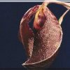 ORCHIDEES DU FENOUILLEDES