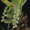 ORCHIDEES DU FENOUILLEDES