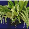 ORCHIDEES DU FENOUILLEDES