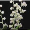 ORCHIDEES DU FENOUILLEDES