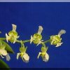 ORCHIDEES DU FENOUILLEDES