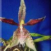 ORCHIDEES DU FENOUILLEDES