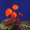 ORCHIDEES DU FENOUILLEDES