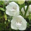 ORCHIDEES DU FENOUILLEDES