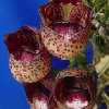 ORCHIDEES DU FENOUILLEDES