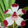 ORCHIDEES DU FENOUILLEDES