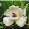 ORCHIDEES DU FENOUILLEDES