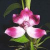 ORCHIDEES DU FENOUILLEDES