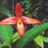 ORCHIDEES DU FENOUILLEDES