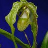 ORCHIDEES DU FENOUILLEDES
