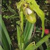 ORCHIDEES DU FENOUILLEDES