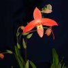ORCHIDEES DU FENOUILLEDES