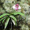 ORCHIDEES DU FENOUILLEDES