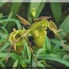 ORCHIDEES DU FENOUILLEDES
