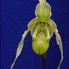 ORCHIDEES DU FENOUILLEDES