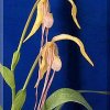 ORCHIDEES DU FENOUILLEDES