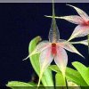 ORCHIDEES DU FENOUILLEDES