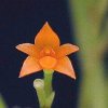 ORCHIDEES DU FENOUILLEDES