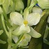 ORCHIDEES DU FENOUILLEDES