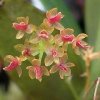 ORCHIDEES DU FENOUILLEDES