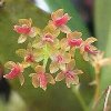 ORCHIDEES DU FENOUILLEDES