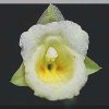 ORCHIDEES DU FENOUILLEDES