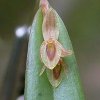 ORCHIDEES DU FENOUILLEDES