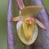 ORCHIDEES DU FENOUILLEDES