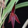 ORCHIDEES DU FENOUILLEDES