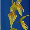 ORCHIDEES DU FENOUILLEDES